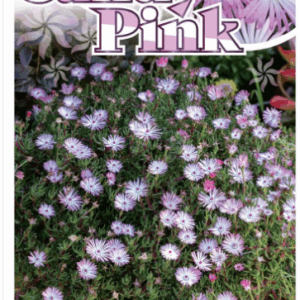 MESEMBRYANTHEMUM 'Candy Pink'