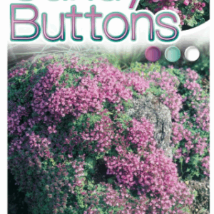 THYMUS 'Candy Buttons'
