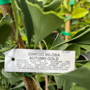 GINKGO biloba 'Autumn Gold'