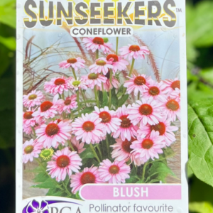 ECHINACEA 'Blush Sunseekers' (Coneflower)