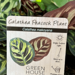 CALATHEA makoyana (Peacock Plant)