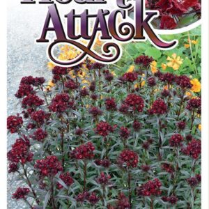 DIANTHUS ‘Heart Attack’