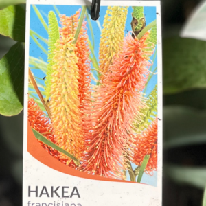 HAKEA francisiana