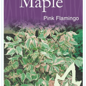 ACER negundo 'Pink Flamingo'