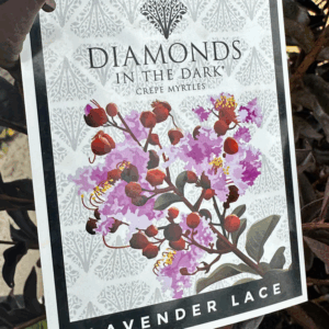 LAGERSTROEMIA 'Diamonds in the Dark- Lavender Lace' (Crepe Myrtle)