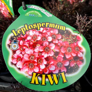 LEPTOSPERMUM scoparium 'Kiwi'