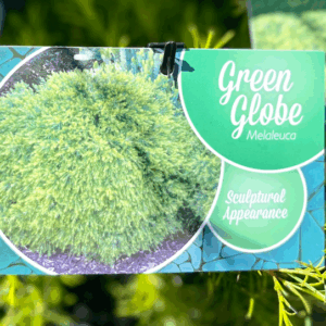 MELALEUCA armillaris nana 'Green Globe'
