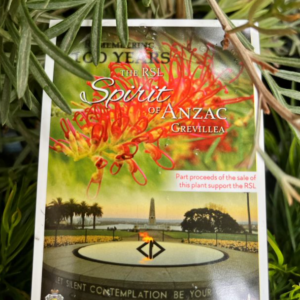 GREVILLEA 'RSL Spirit of Anzac'