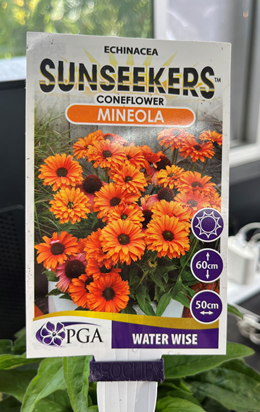 ECHINACEA 'Mineola Sunseekers' (Coneflower)