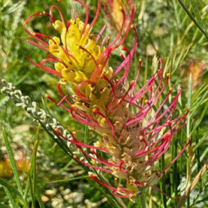 Grevillea (GR28) PBR OUTBACK SUNRISE