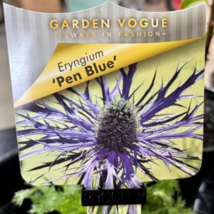 ERYNGIUM zabelli 'Pen Blue'