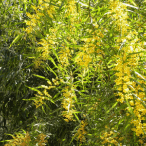 ACACIA pycnantha 'Golden Wattle'