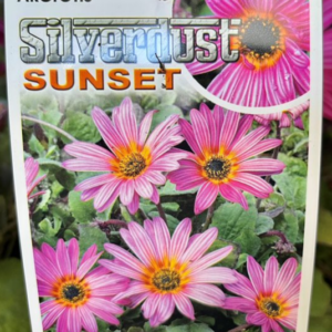 ARCTOTIS 'Silverdust Sunset'