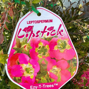 LEPTOSPERMUM 'Lipstick'
