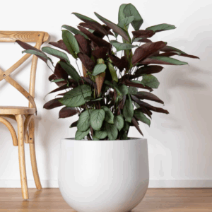 UPPSALA Short Cup POTS- Matte Grey