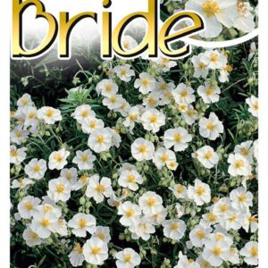 HELIANTHEMUM ‘The Bride’