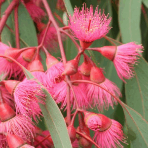 EUCALYPTUS sideroxylon 'Rosea' (Red Ironbark)