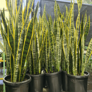 SANSERVERIA trifascata