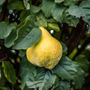 QUINCE 'Champion'