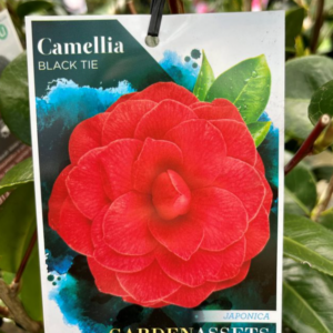 CAMELLIA japonica 'Black Tie'