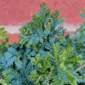 Selaginella uncinata 'Peacock Moss'