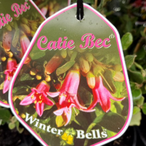 CORREA hybrid 'Catie Bec'
