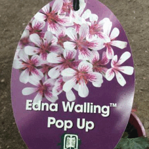 PELARGONIUM striatellum 'Pop Up'