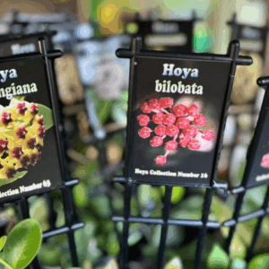 HOYA Varieties