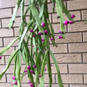 RHIPSALIS Mistletoe Cactus