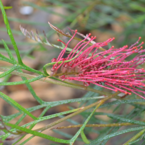 Grevillea ‘Red Hooks’