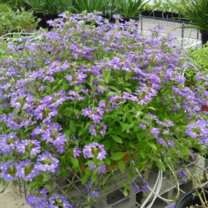 SCAEVOLA aemula 'Aussie Salute'