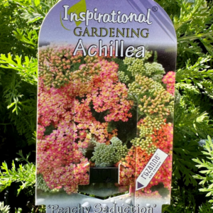 ACHILLEA millefolium 'Peachy Seduction'