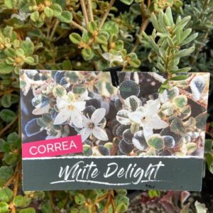 Correa alba pannosa 'White Delight'