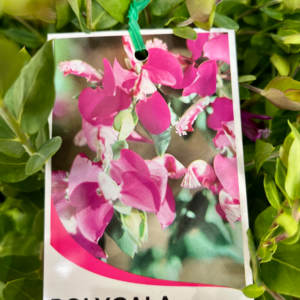 POLYGALA x dalmaisiana