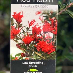 GREVILLEA 'Red Robin'