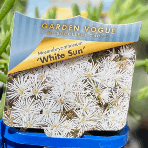 MESEMBRYANTHEMUM 'White Sun'
