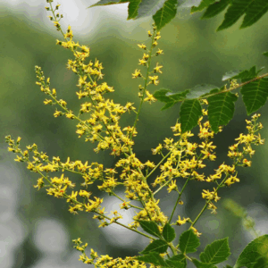 KOELREUTERIA paniculata (Golden Rain Tree)