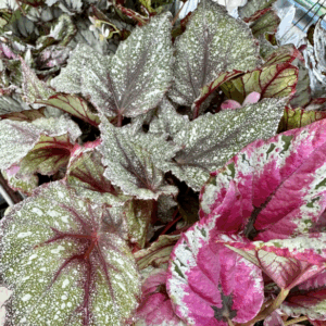 BEGONIA Varieties