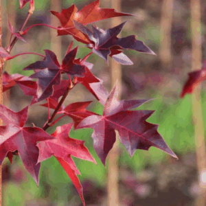 ACER truncatum x platanoides 'Urban Sunset' (JFS-KW187)