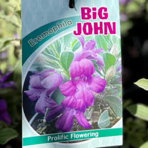 EREMOPHILA 'Big John'