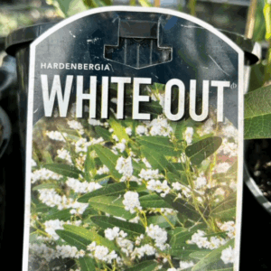 HARDENBERGIA violacea 'White Out'