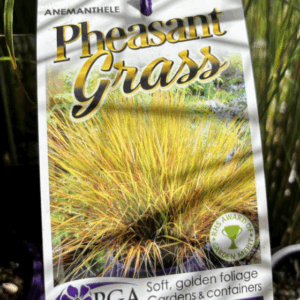 ANEMANTHELE 'Pheasant Grass'