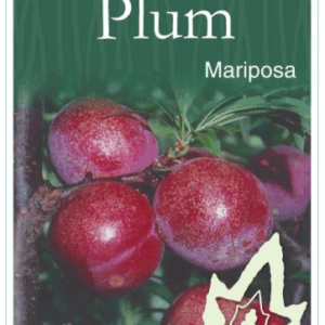 PLUM 'Mariposa'
