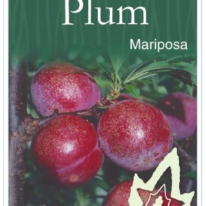 PLUM 'Mariposa' - Bare Root 2026