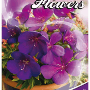 TIBOUCHINA 'Groovy Baby'