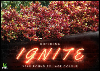 COPROSMA 'Ignite'