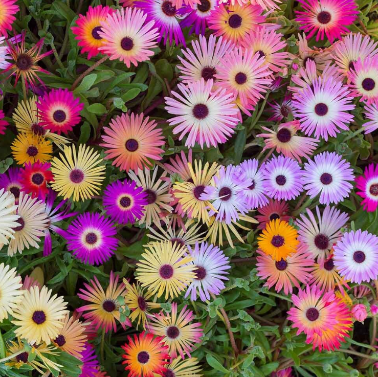 MESEMBRYANTHEMUM (Pig Face) Varieties