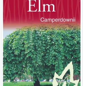 ULMUS 'Camperdownii'