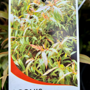 AGONIS flexuosa 'Nana'