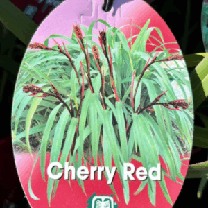 DIANELLA 'Cherry Red'